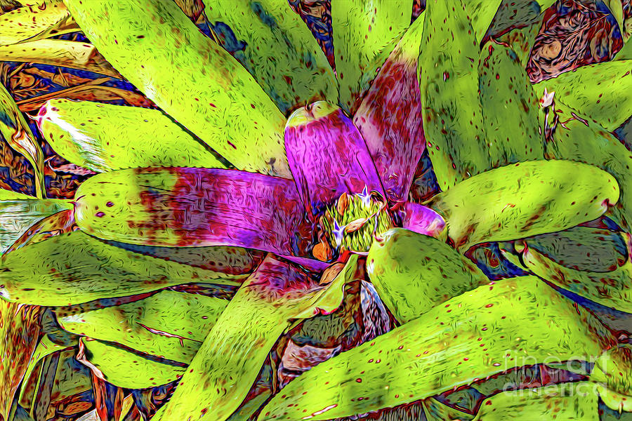 Colorful Bromeliad Photograph by Roslyn Wilkins