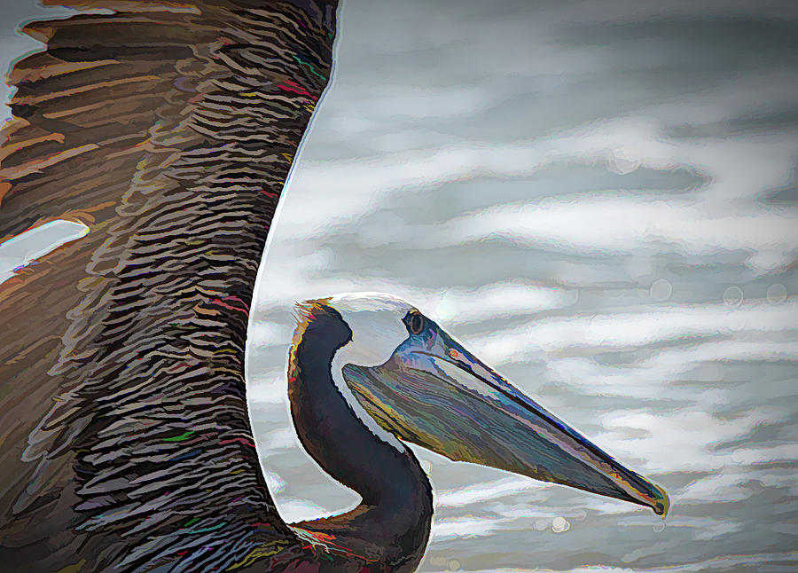 Pelican Photograph - Colorful Brown Pelican by Debra Martz