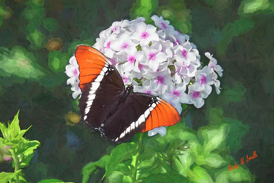 Colorful butterfly on pink and white flowers. by Rusty R Smith Colorful butterfly on pink and white flowers. by Rusty R Smith