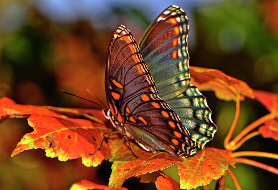 Butterfly Photograph - Colorful Butterfly On The Autumn Leaves 002 by George Bostian