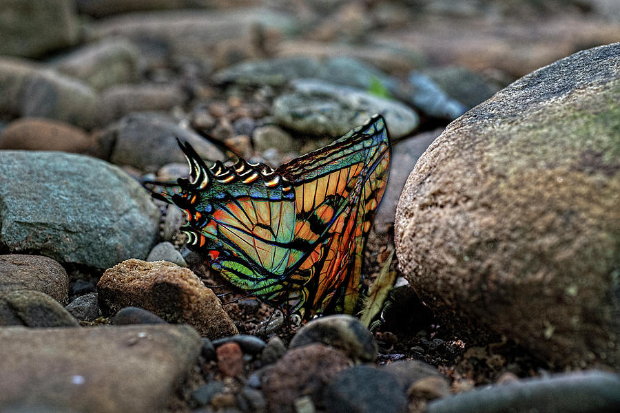 Colorful butterfly  paintography Photograph by Dan Friend
