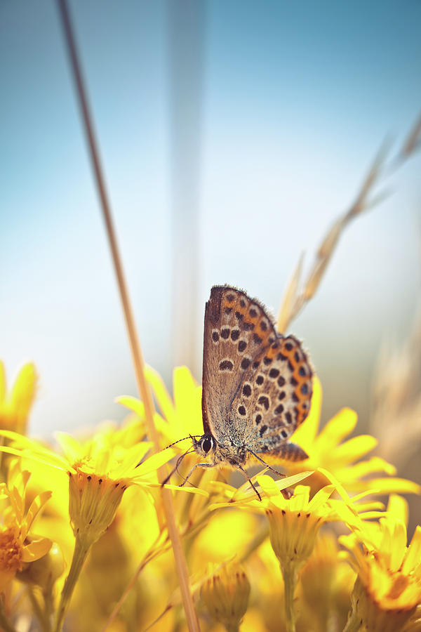 Colorful Butterfly Pollinating Photograph by Pawel.gaul
