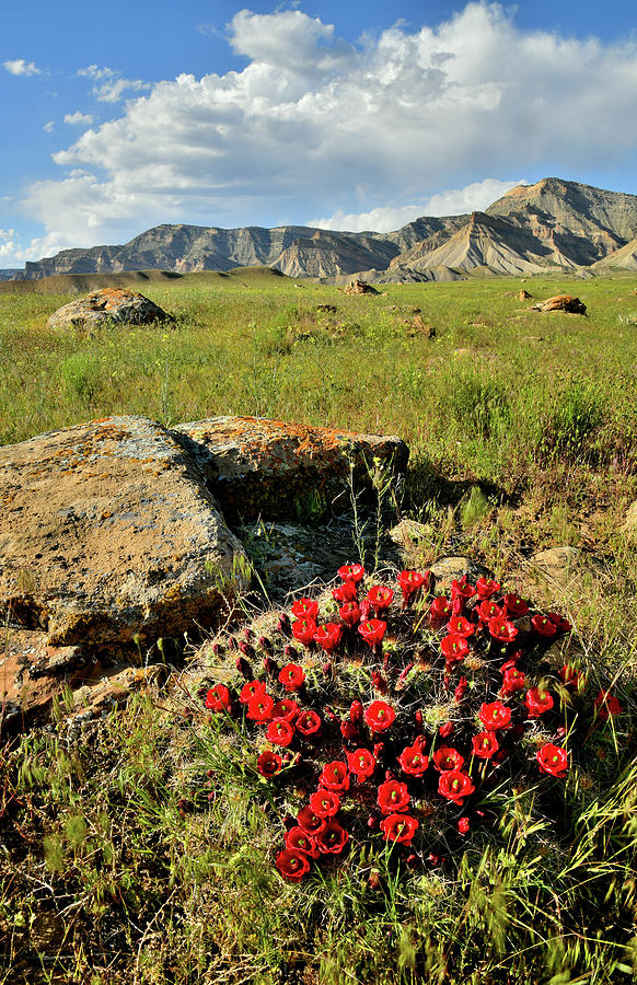 Colorful Cacti Blooms in Book Cliffs Photograph by Ray Mathis