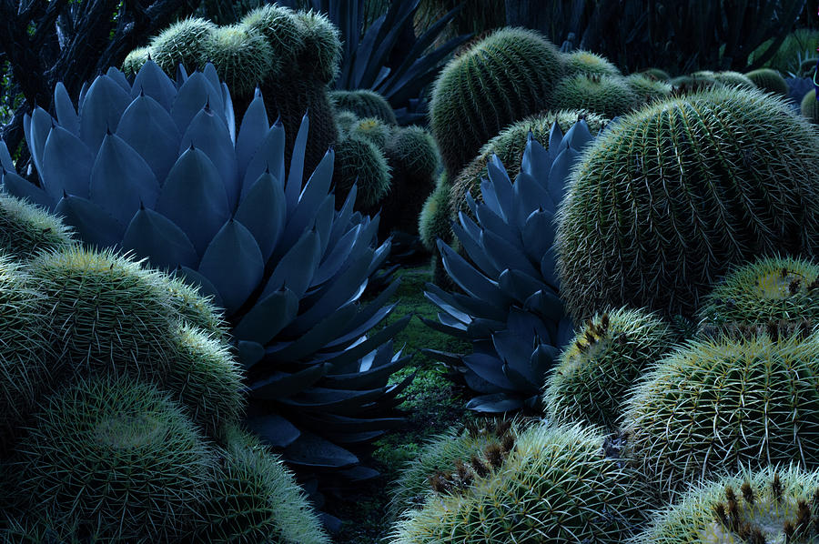 Colorful Cacti Photograph