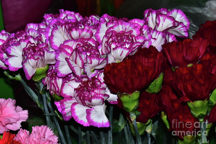 Colorful Carnation Flower Photograph by Elvira Ladocki - Fine Art America