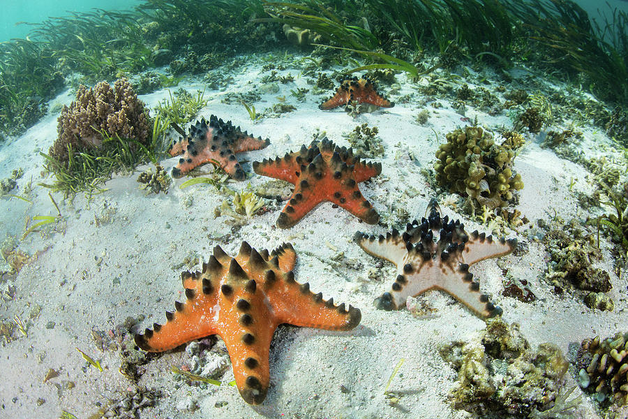 Colorful Chocolate Chip Starfish Lie Photograph by Ethan Daniels