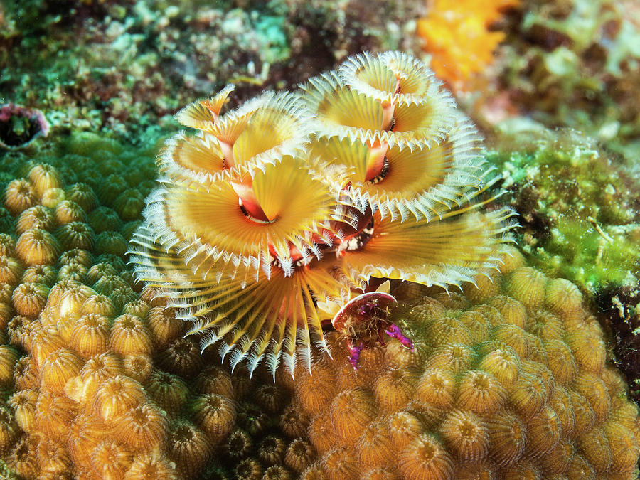 Colorful Christmas Tree Worm Spirobranchus Giganteus Caribbean Sea Los Roques Photograph By Organizacion Bluewater