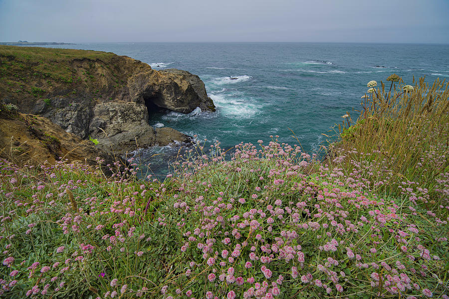 Colorful Coastal Plants by Jonathan Hansen Colorful Coastal Plants by Jonathan Hansen