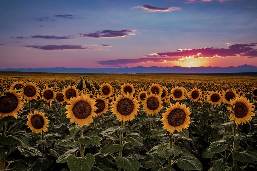 Colorful Colorado Sunset Over Sunflowers Photograph by Teri Virbickis