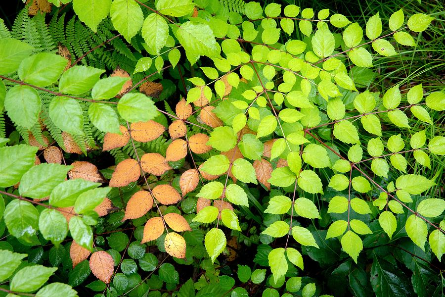 Pattern Photograph - Colorful Compound Leaf Patterns by Bill Gozansky