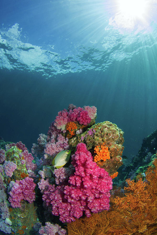 Colorful Coral by Carlene Smith Colorful Coral by Carlene Smith