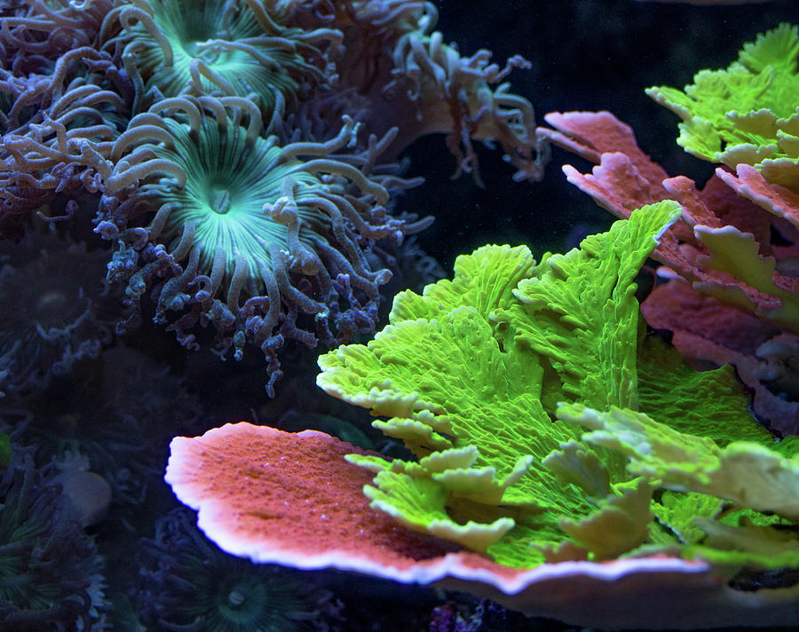 Colorful Corals in the Aquarium Photograph by Margaret Zabor