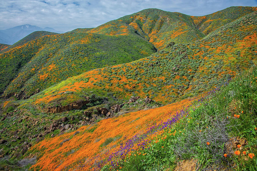 Colorful Corners of the Walker Canyon Superbloom 2019 Photograph by Lynn Bauer