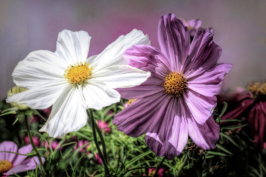 Colorful Cosmos Photograph by Donna Kennedy