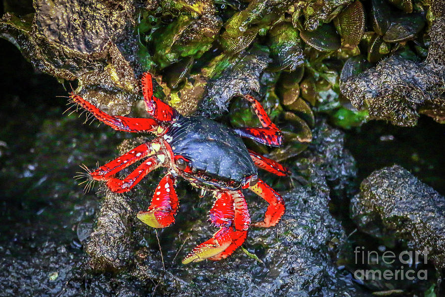Colorful Crab on Rocks Photograph by Tom Claud