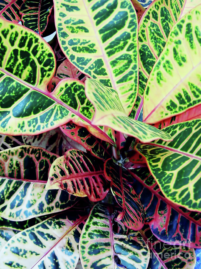 Colorful - Croton - Plant Photograph by D Hackett