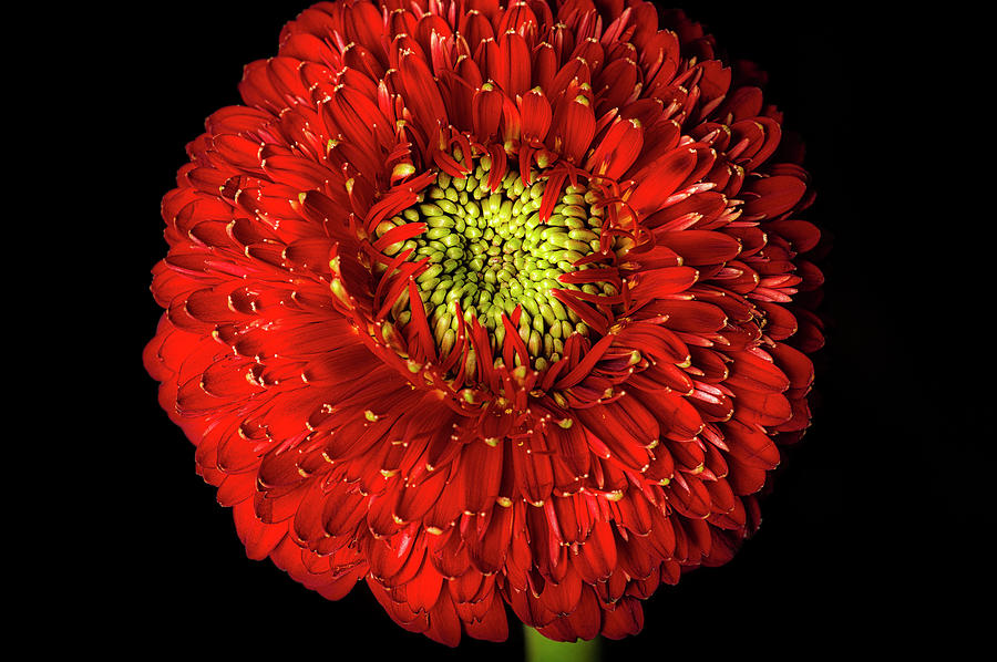 Colorful Daisy by David Chiles Colorful Daisy by David Chiles