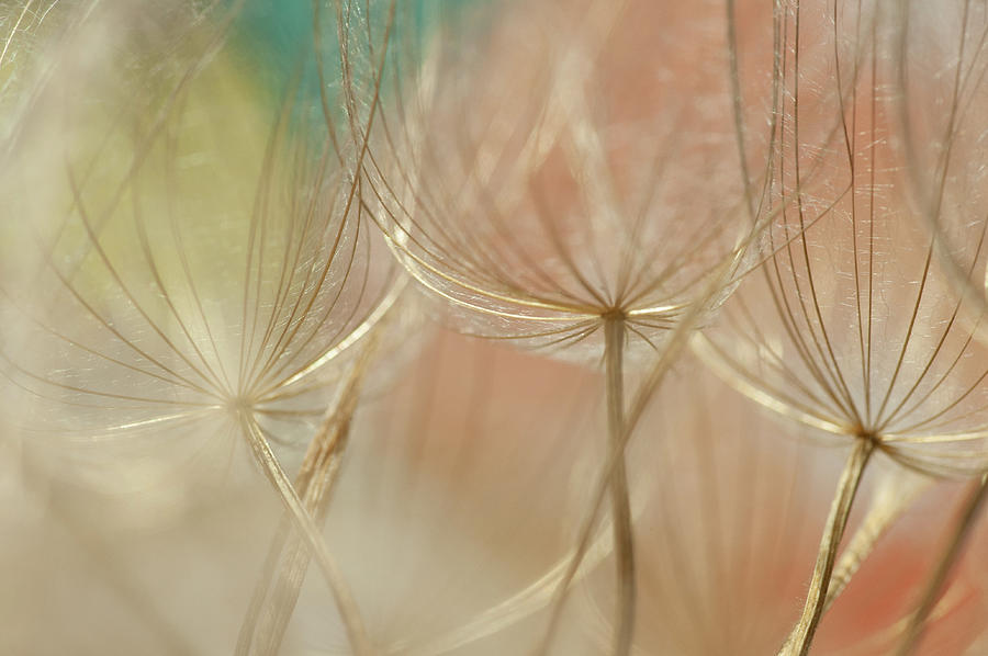 Colorful Dandelions Photograph by Iris Greenwell