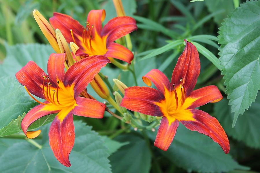 Colorful Day Lilies Photograph