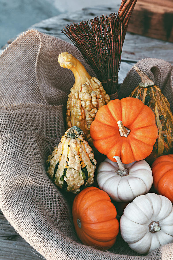 Colorful Decorative Pumpkins Photograph By Evgeniya Lystsova