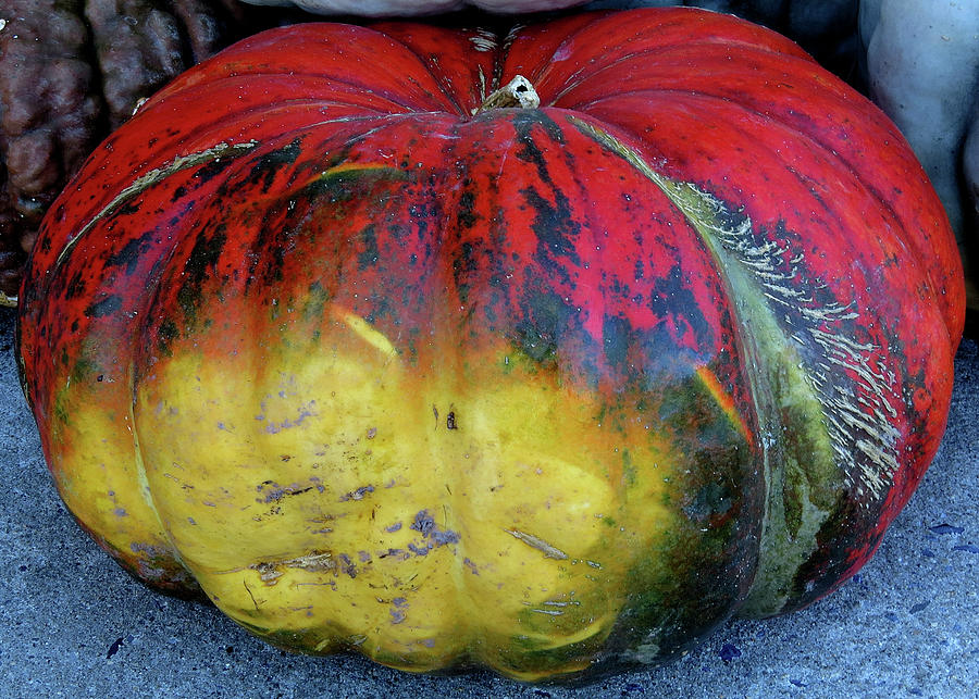 Colorful Designer Squash Photograph by Linda Stern Colorful Designer Squash Photograph by Linda Stern