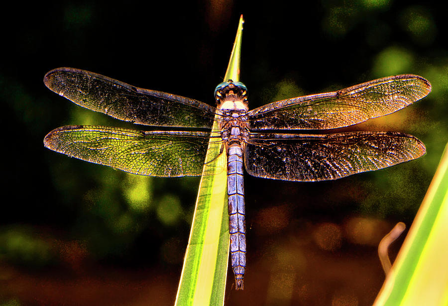 Colorful Dragonfly Wings 033 Photograph by George Bostian