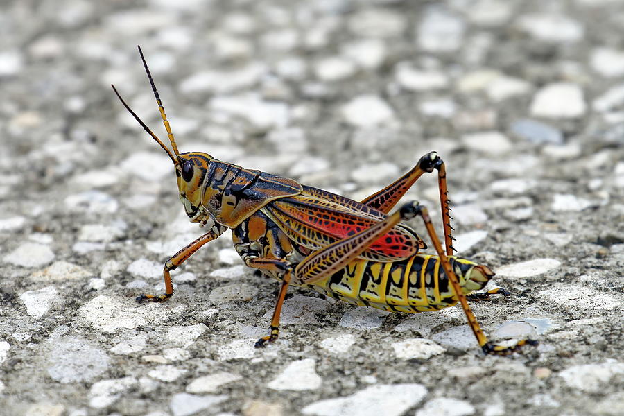 Colorful Eastern Lubber Grasshopper Photograph by Daniel ...