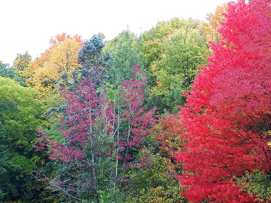 Colorful Fall Foliage Photograph