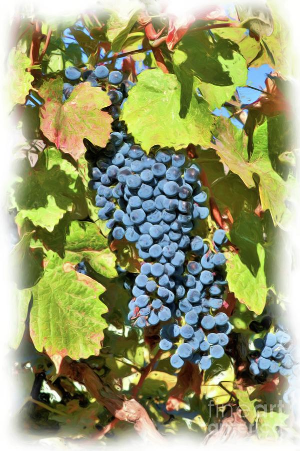 Grape Photograph - Colorful Fall Grapes - Digital Painting by Carol Groenen