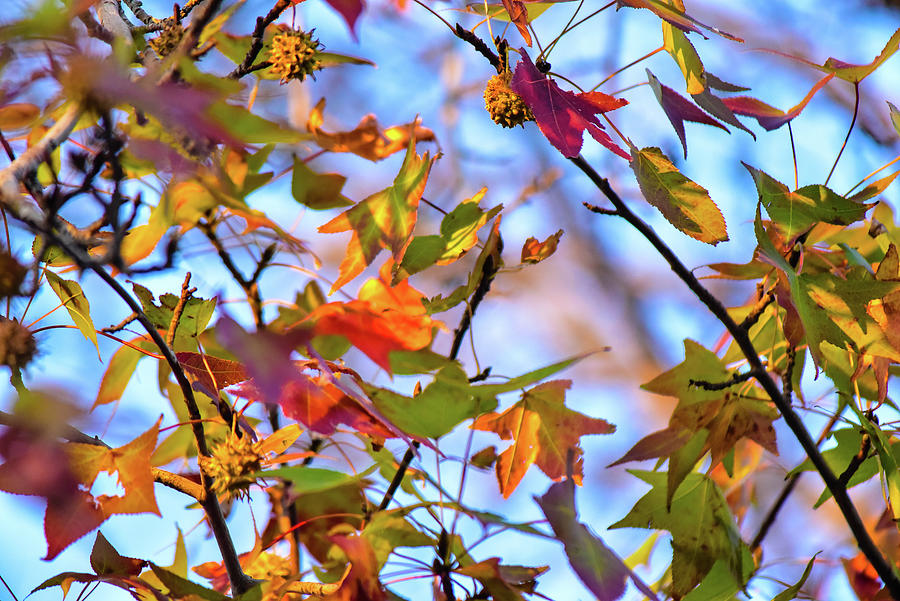 Colorful Fall Leaves 1 Photograph by Linda Brody