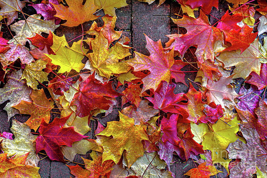 Colorful Fall Leaves Photograph by David Meznarich