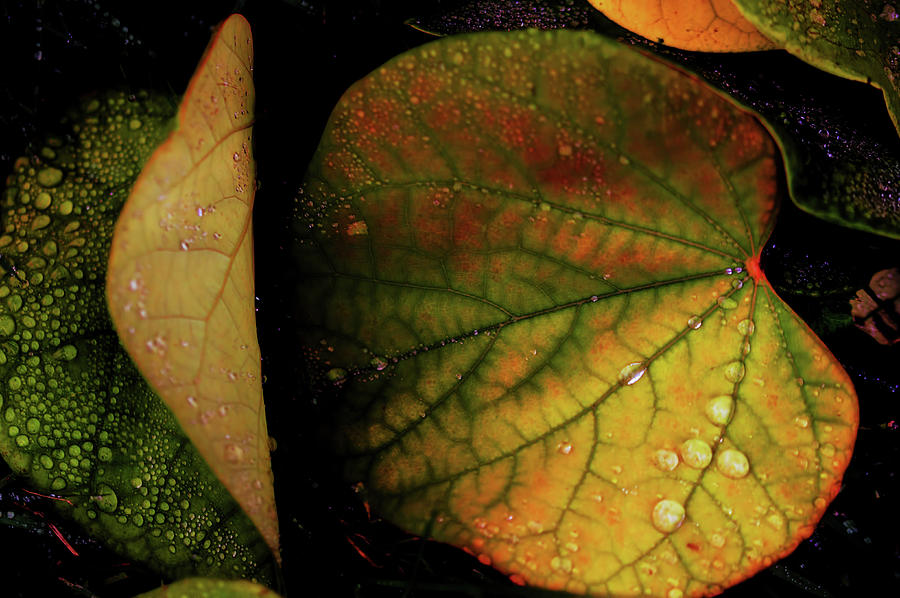 Colorful Fall Leaves Photograph by Martin Hardman