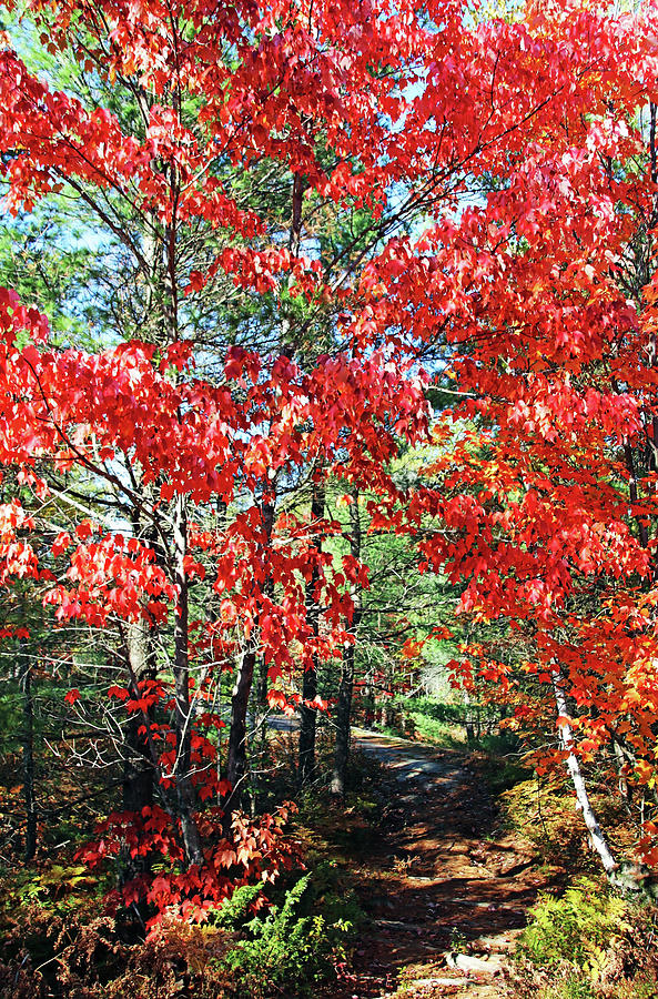 Colorful Fall Trail Photograph