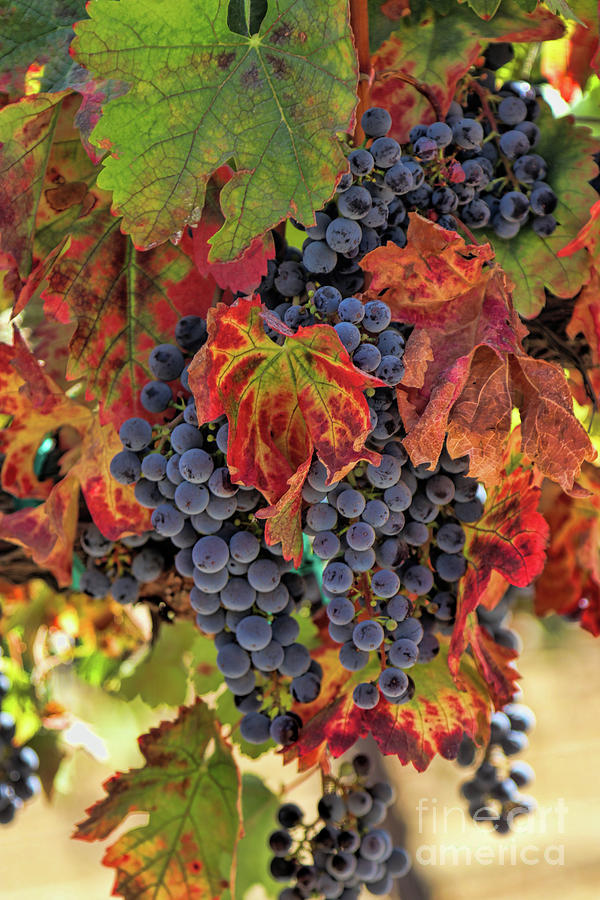 Colorful Fall Wine Vineyard with Autumn Foliage and Harvest Grapes Photograph by Stephanie Laird