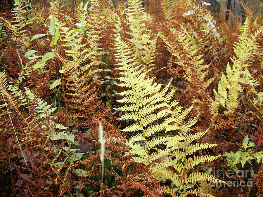 Colorful Ferns Photograph By Ulli Karner 