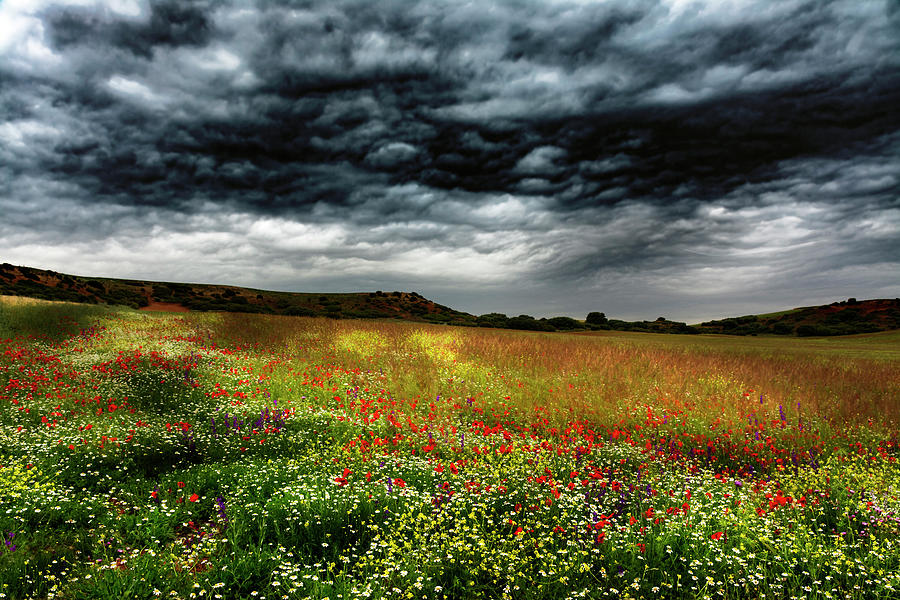 Nature Photograph - Colorful Fields 2 by Vicente Sargues Nature Photograph - Colorful Fields 2 by Vicente Sargues