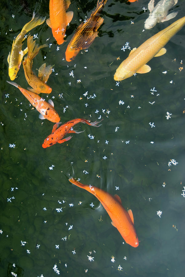 Fish Photograph - Colorful Fishes And Floating Petals by Lawren