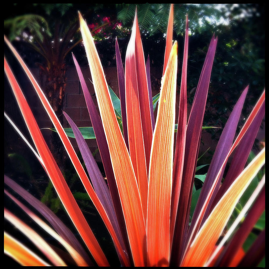 Colorful Flax Leaves Photograph by Craig Brewer