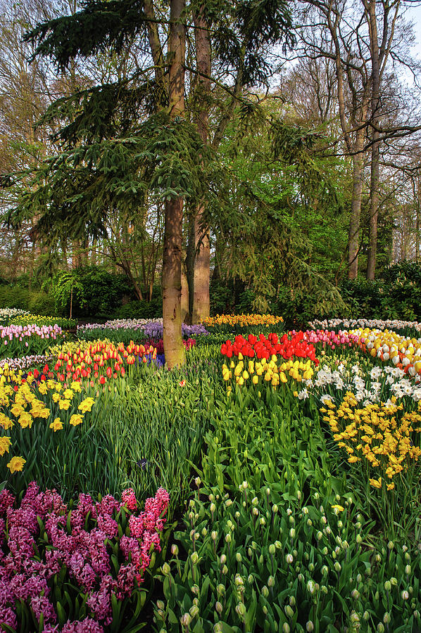 Colorful Floral Patches in Keukenhof Photograph by Jenny Rainbow