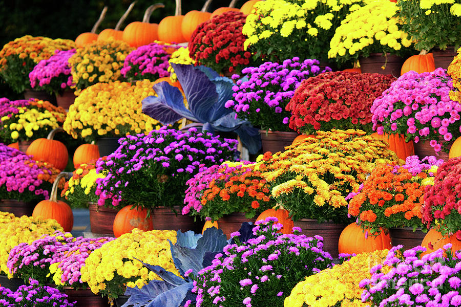 Colorful Flowers And Pumpkins Photograph
