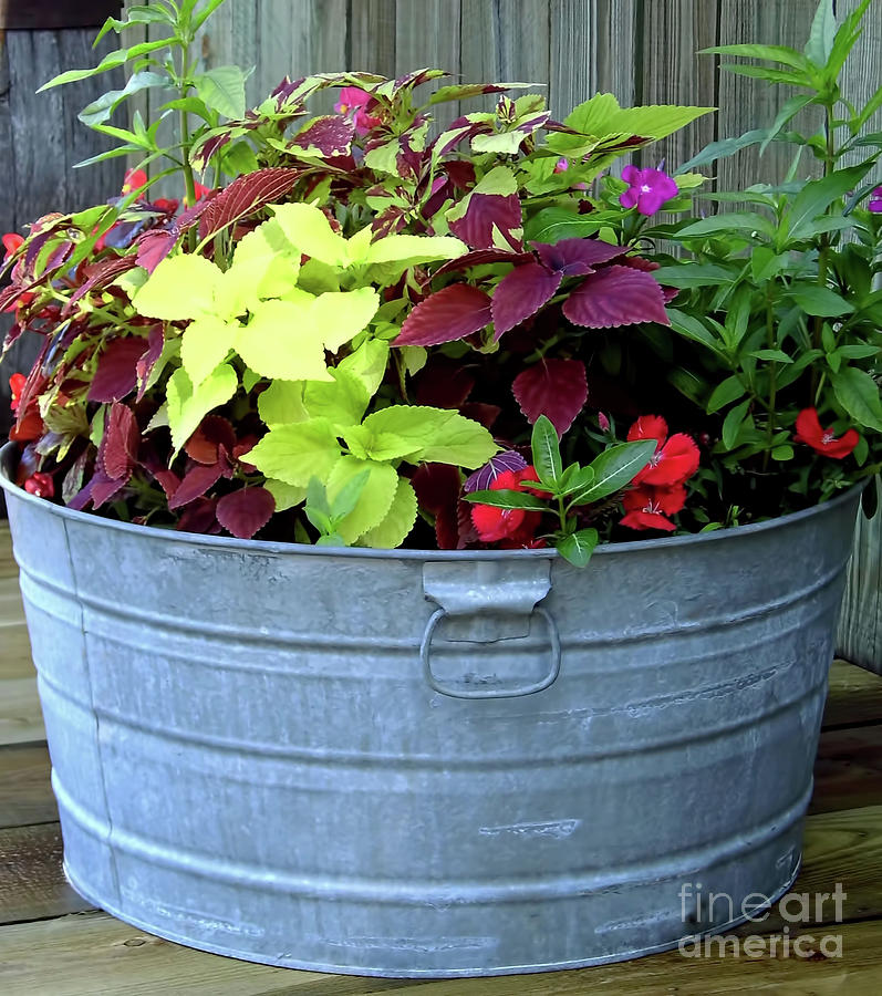 Colorful Flowers In A Metal Tub Photograph by D Hackett