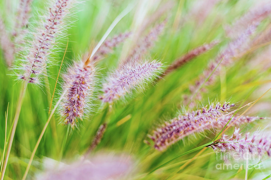 Colorful Flowers In Purple Spikes, Purple Fountain Grass, Close- Photograph