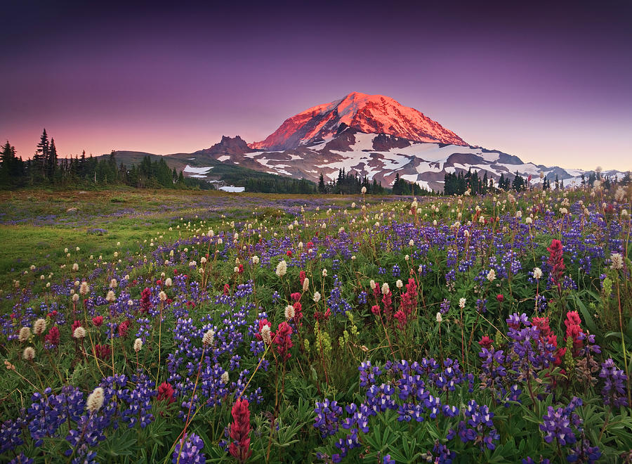 Colorful Flowers In Rainier National Photograph by ©geoffrey Schmid