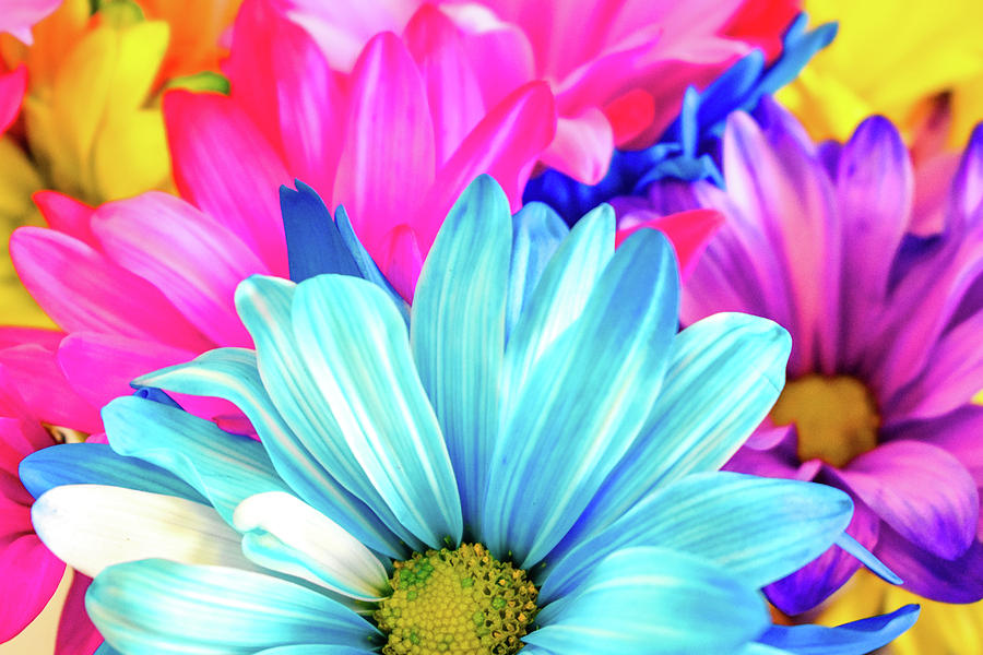 Colorful Flowers Photograph by Michelle Wittensoldner
