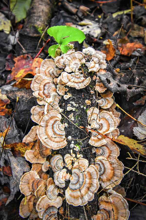 Colorful Fungus Photograph by Michelle Wittensoldner