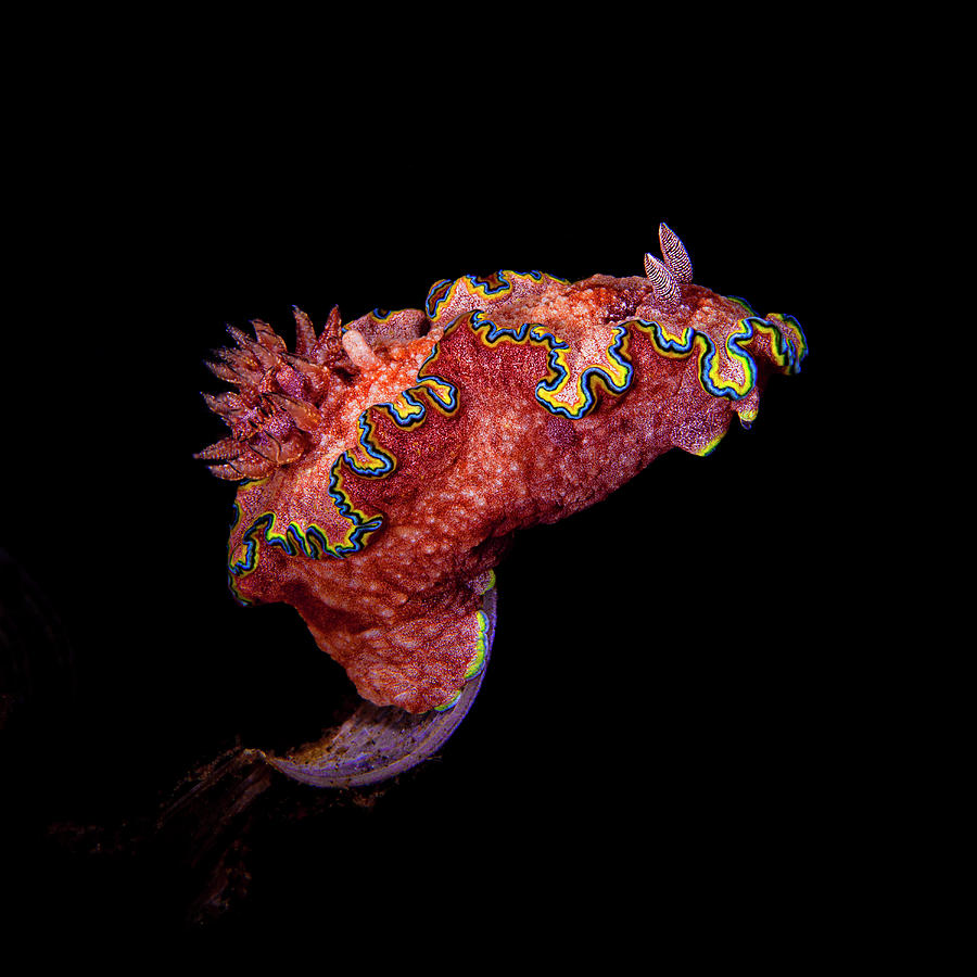 Colorful Glossodoris Acosti Sea Photograph by Beth Watson