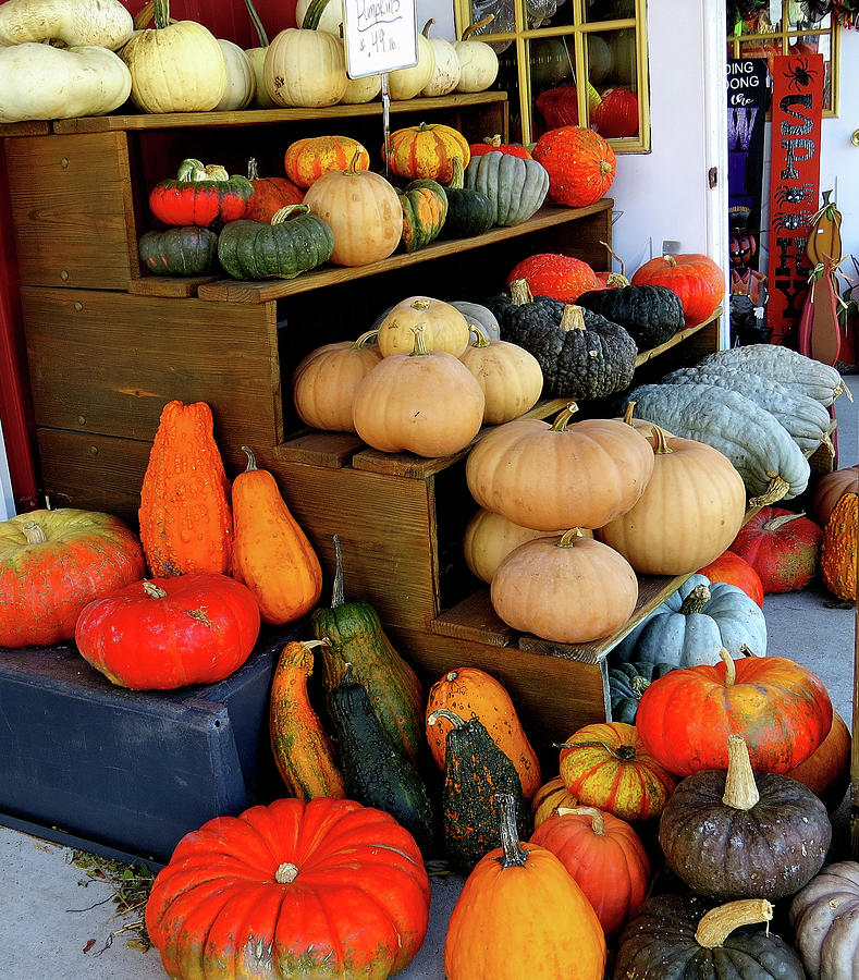 Colorful Gourds and Squash on Display Photograph by Linda Stern