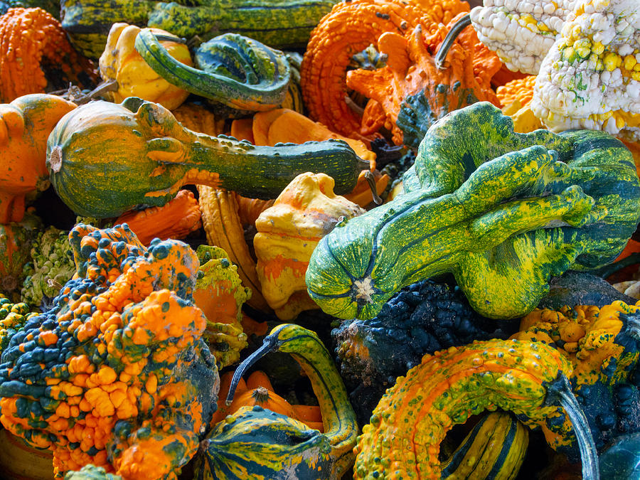Colorful Gourds at the Western North Carolina Farmers Market Photograph by L Bosco