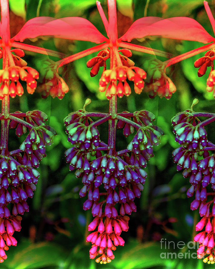 Surrealism Photograph - Colorful Gradient Plants by Raven Deem