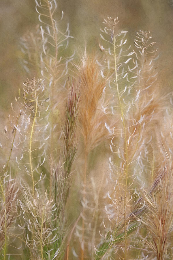 Colorful Grasses Photograph by Leda Robertson